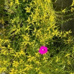 🌼内容更新🌼　セダム　多肉植物　