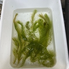 【交渉中】水草　マツモ①