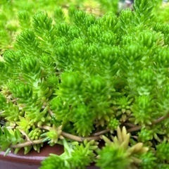 🌼内容更新🌼　セダム　多肉植物　の画像