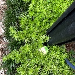 🌼内容更新🌼　セダム　多肉植物　の画像