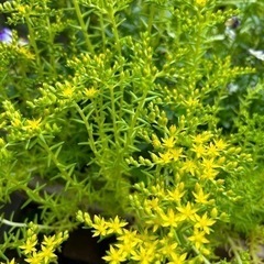 🌼内容更新🌼　セダム　多肉植物　の画像