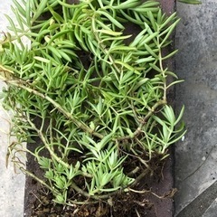 🌼内容更新🌼　セダム　多肉植物　の画像