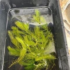 水草　マツモ②
