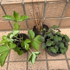 ガーデニング小苗3点② 決定です