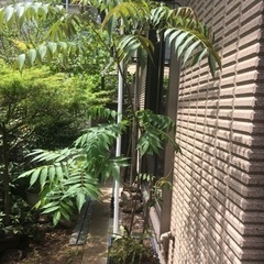 よくわからない植木　藤の花？
の画像