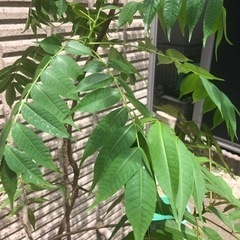 よくわからない植木　藤の花？
の画像