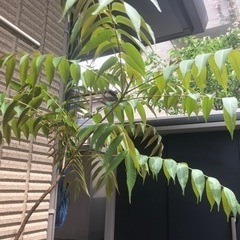 よくわからない植木　藤の花？
の画像