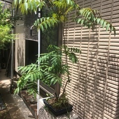 よくわからない植木　藤の花？

