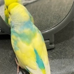 黄色と水色のセキセイインコを探しています