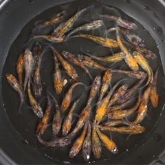 終了⭐️黄三色ラメめだか⭐️  40匹＋α   お買い得です！