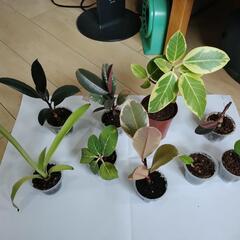 観葉植物セット