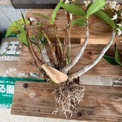1-1デンドロビウム　キンギアナム白花株分け