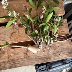 1-4デンドロビウム　キンギアナム白花高芽