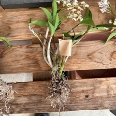 1-3デンドロビウム　キンギアナム白花株分け