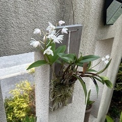 1-1デンドロビウム　キンギアナム白花株分けの画像