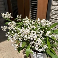 1-1デンドロビウム　キンギアナム白花株分けの画像