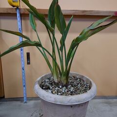 ストレリチア（極楽鳥花)②  1,000円