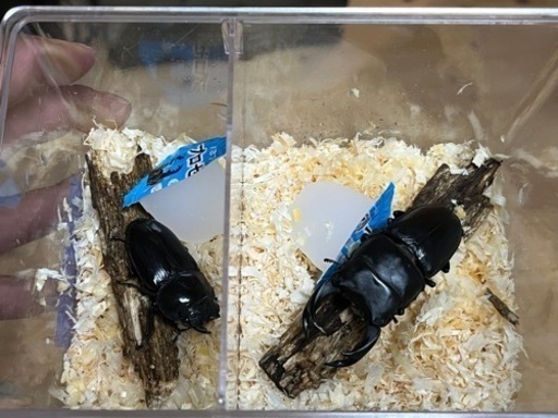 オオクワガタ1ペア2000円