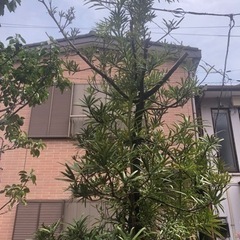 イヌマキ　杉　植木　園芸　ガーデニングの画像