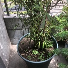 イヌマキ　杉　植木　園芸　ガーデニングの画像