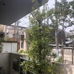 イヌマキ　杉　植木　園芸　ガーデニングの画像