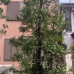 イヌマキ　杉　植木　園芸　ガーデニングの画像