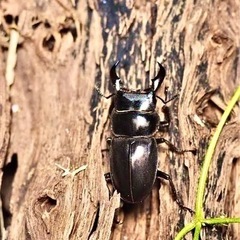 沖縄ヒラタクワガタ♂２匹で500円✌️
