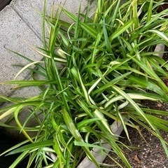 1  ライム色 折り鶴ラン
