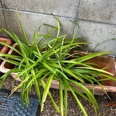 2  ライム色　折り鶴ラン