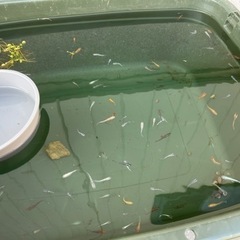 ミックスメダカ 20匹②の画像