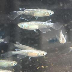 ミユキヒレ長8匹
の画像