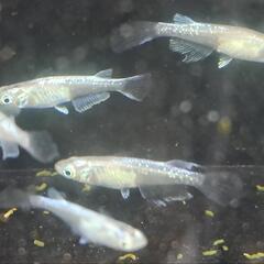 ミユキヒレ長8匹
の画像