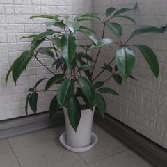 観葉植物　ツピタンサス