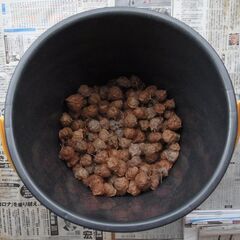 フウセンカズラの種