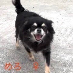 🐶里親さん募集🐶🐶