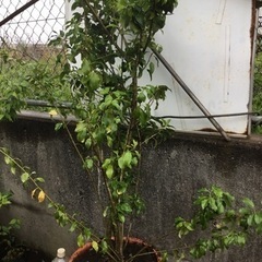 ソヨゴ　　１４０センチの画像