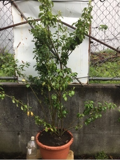 ソヨゴ　　１４０センチ