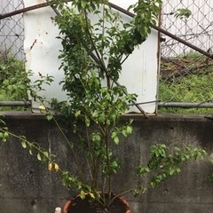 ソヨゴ　　１４０センチ