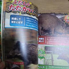 戦う危険生物大百科　最恐生物決定戦の画像