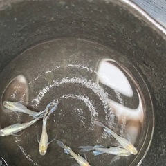 阿修羅メダカの画像