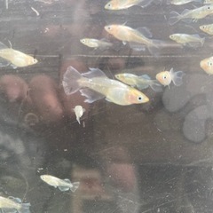 阿修羅メダカ