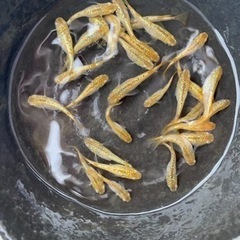 レクリス×サファイアメダカ