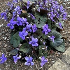 ガーデニング小苗3点② 決定ですの画像