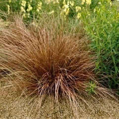 ガーデニング小苗3点② 決定ですの画像