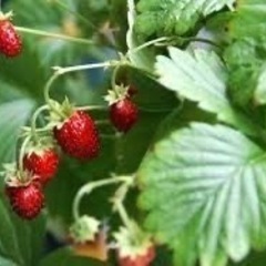 ガーデニング小苗3点② 決定ですの画像