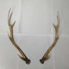 鹿の角 鹿 角 本物