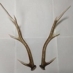鹿の角 鹿 角 本物