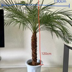 観葉植物 フェニックスロベレニー 10号 プラスチック鉢