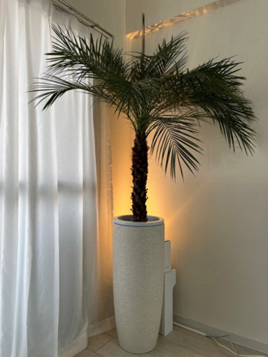 観葉植物 フェニックスロベレニー 10号 プラスチック鉢