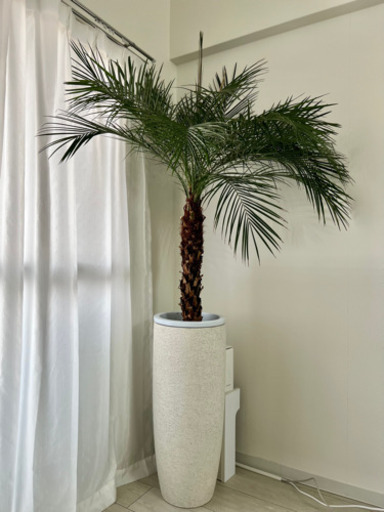 観葉植物 フェニックスロベレニー 10号 プラスチック鉢